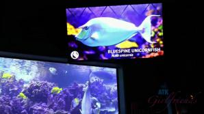 You take Sadie to the Aquarium and get her off in the car.